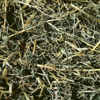 Sri Herbal Jimbu – Hilly Herb for Flavor and Health- Order Now!
